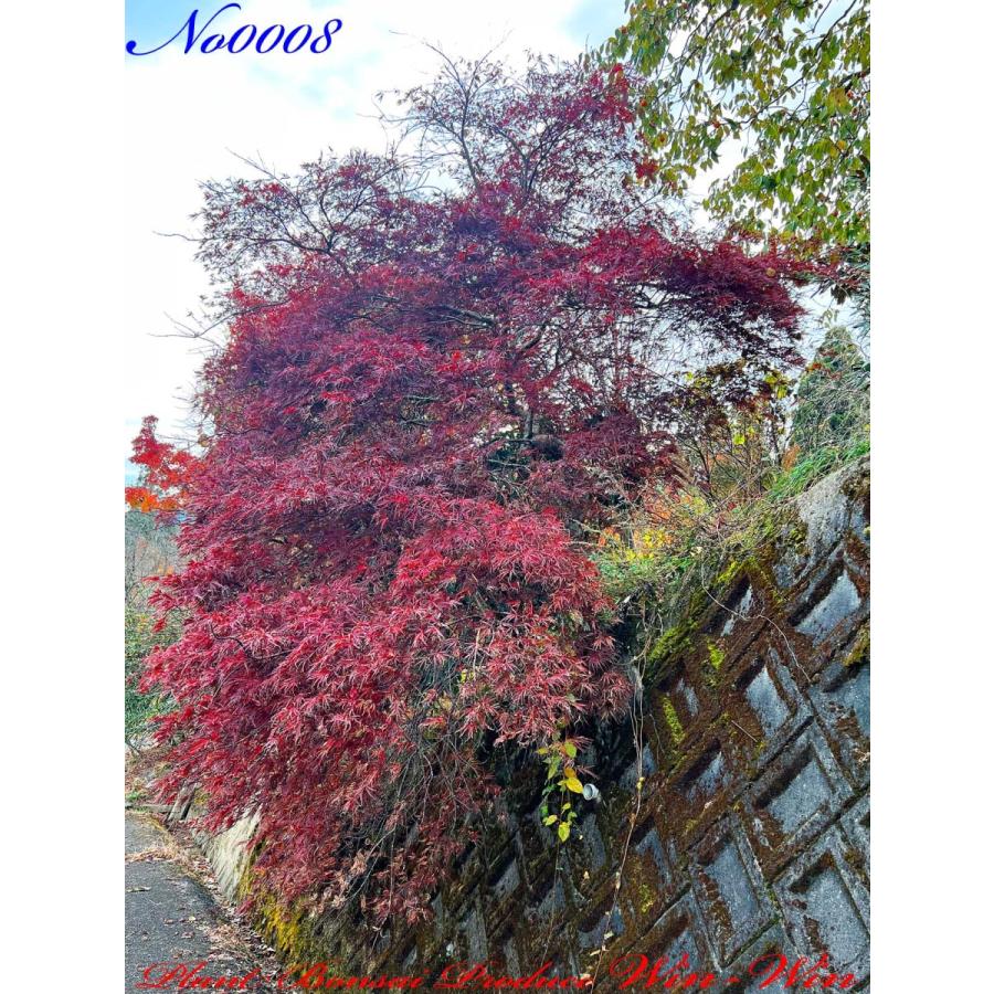 青枝垂れ紅葉 野村紅葉 2株セット 青枝垂れ紅葉 野村紅葉 2株セット 青枝垂れ紅葉 野村紅葉 2株セット