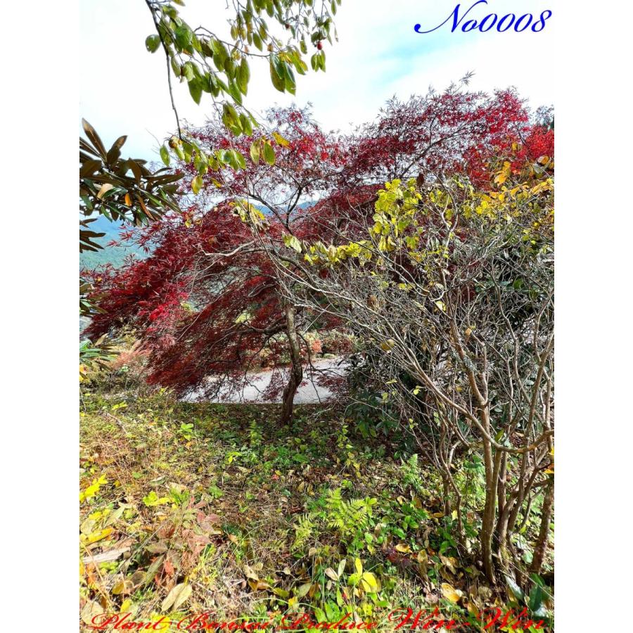2020年 美景美観 紅枝垂れ紅葉(ベニシダレモミジ)の大樹 No8 : PLANT