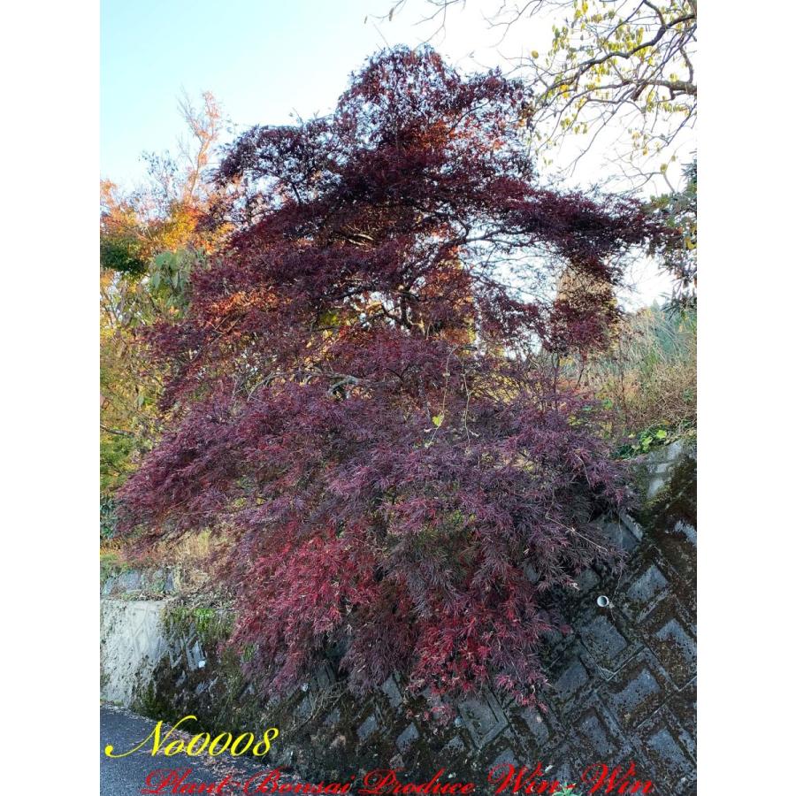 モミジ 紅葉 シダレモミジ 160cm ❗ 綺麗な曲がり樹形 希少美形 モミジ 紅葉 シダレモミジ 160cm ❗ 綺麗な曲がり樹形 希少美形