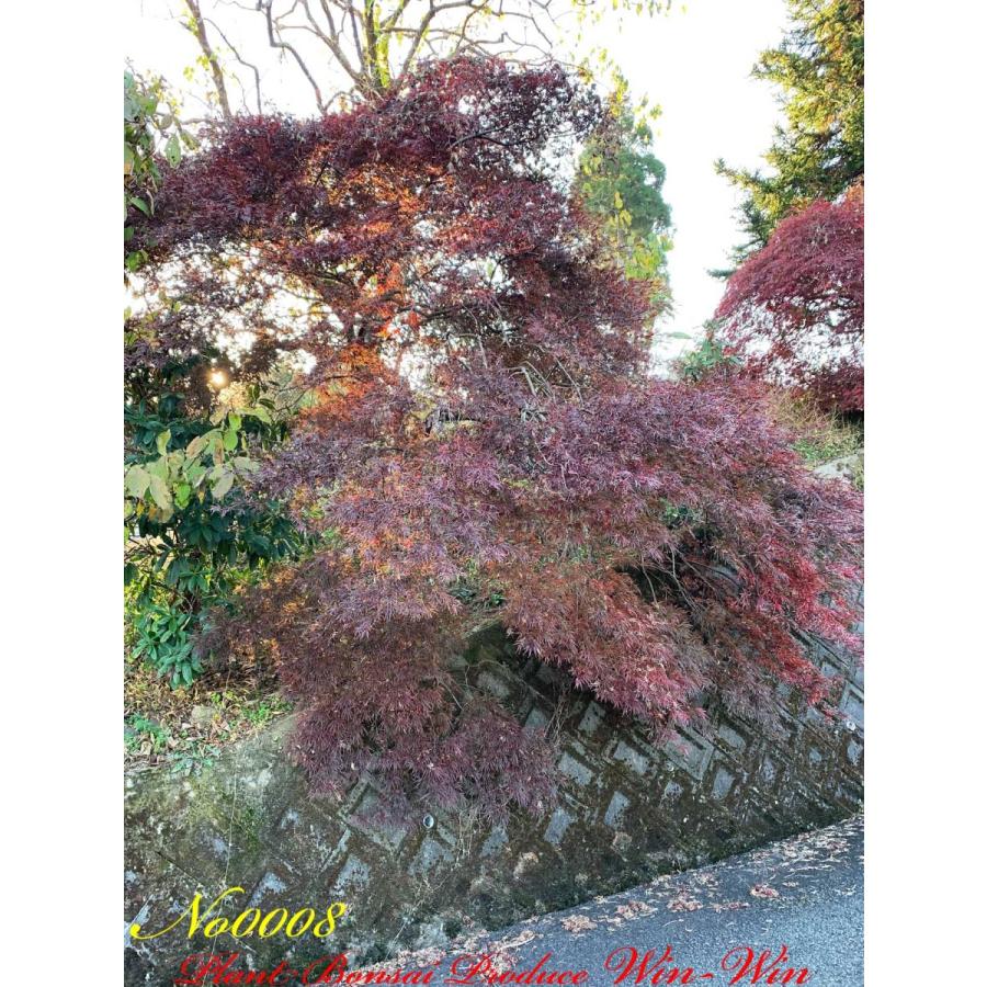 2020年 美景美観 紅枝垂れ紅葉(ベニシダレモミジ)の大樹 No8