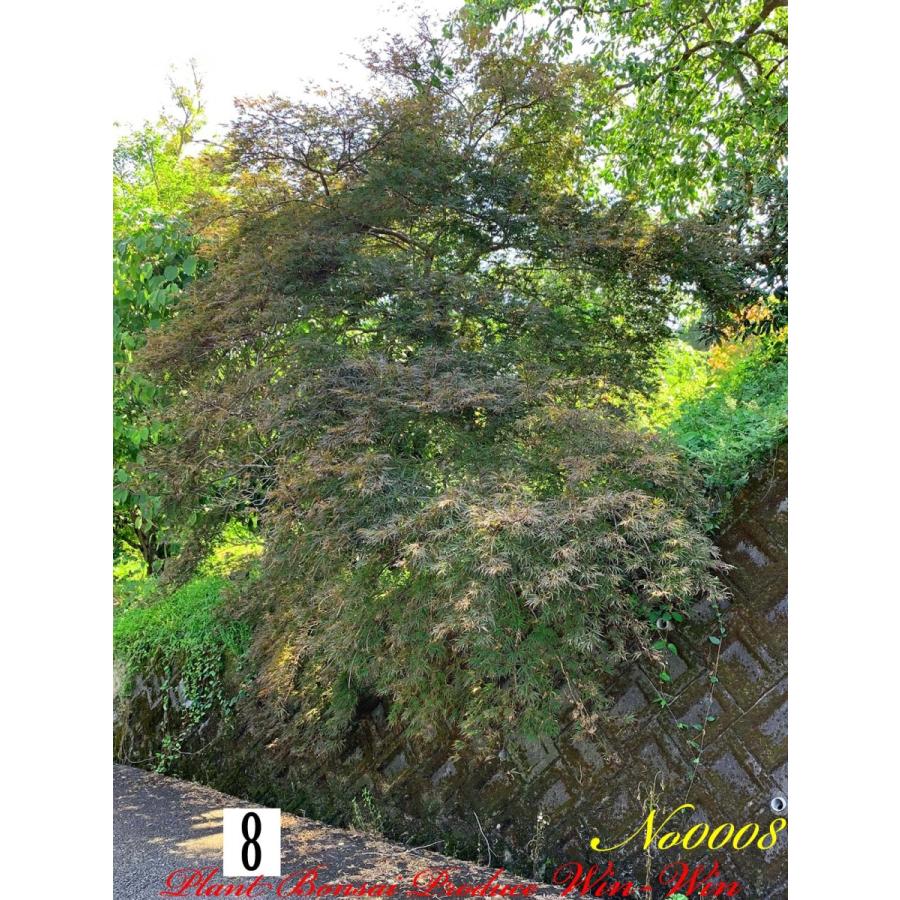 2020年 美景美観 紅枝垂れ紅葉(ベニシダレモミジ)の大樹 No8 : PLANT