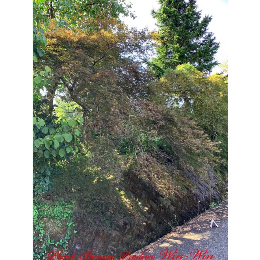 2020年 美景美観 紅枝垂れ紅葉(ベニシダレモミジ)の大樹 No8 : PLANT