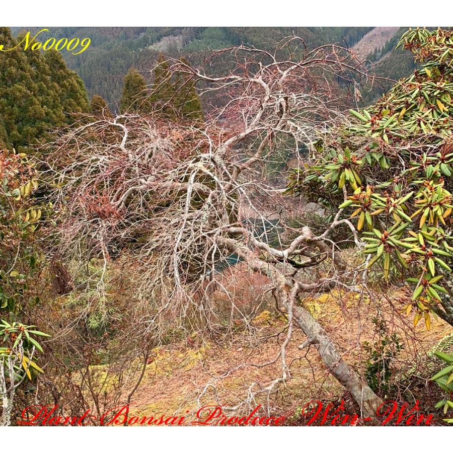 2020年 美景美観 紅枝垂れ紅葉(ベニシダレモミジ)の中樹 No9 : PLANT