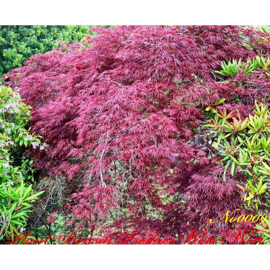 2020年 美景美観 紅枝垂れ紅葉(ベニシダレモミジ)の中樹 No9 : PLANT