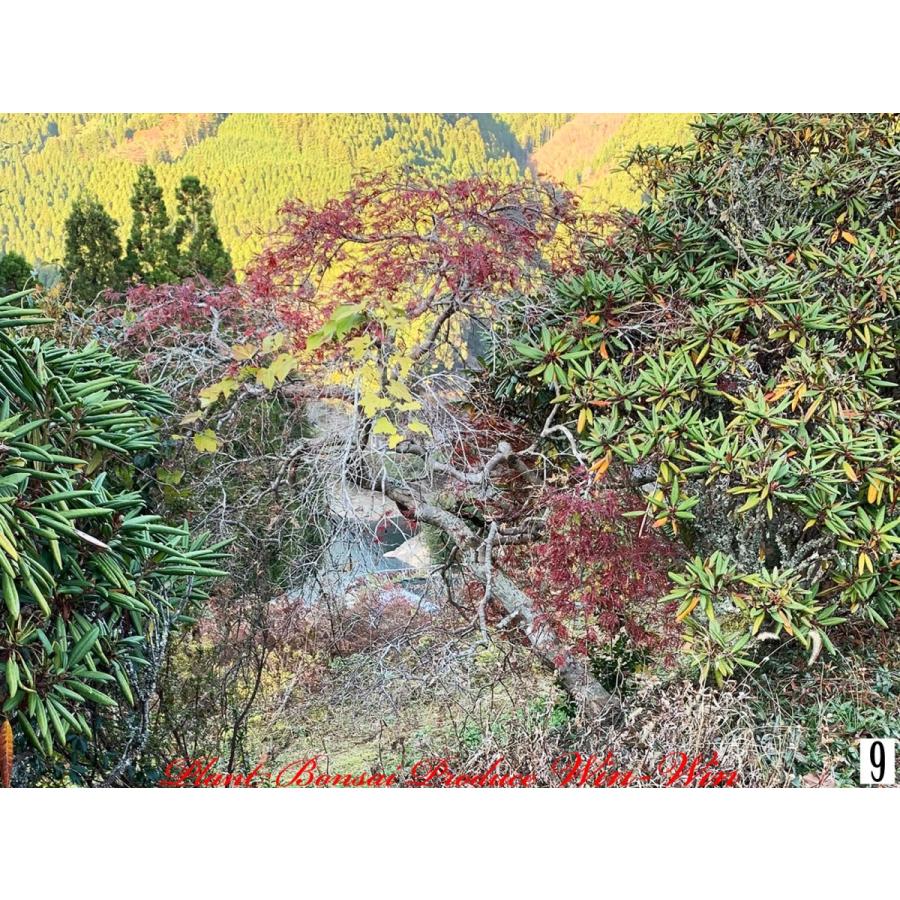 2020年 美景美観 紅枝垂れ紅葉(ベニシダレモミジ)の中樹 No9 : PLANT