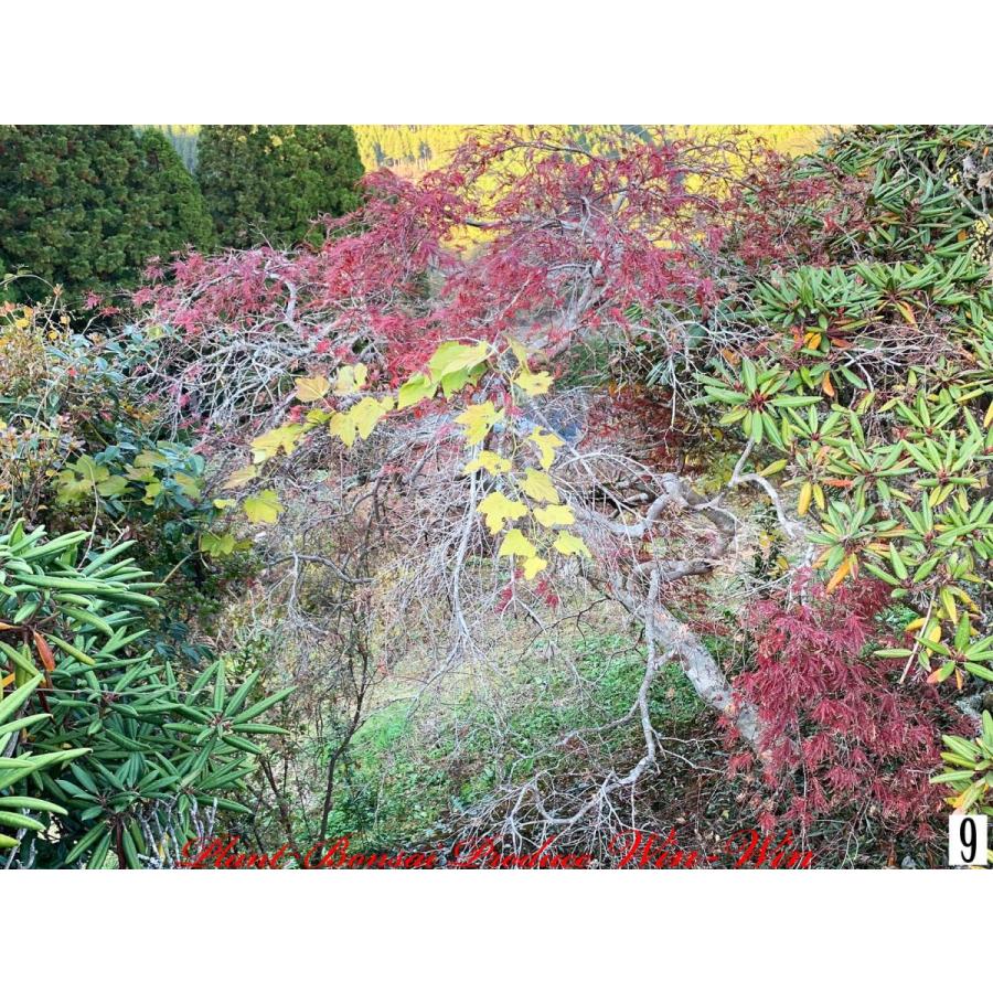2020年 美景美観 紅枝垂れ紅葉(ベニシダレモミジ)の中樹 No9 : PLANT