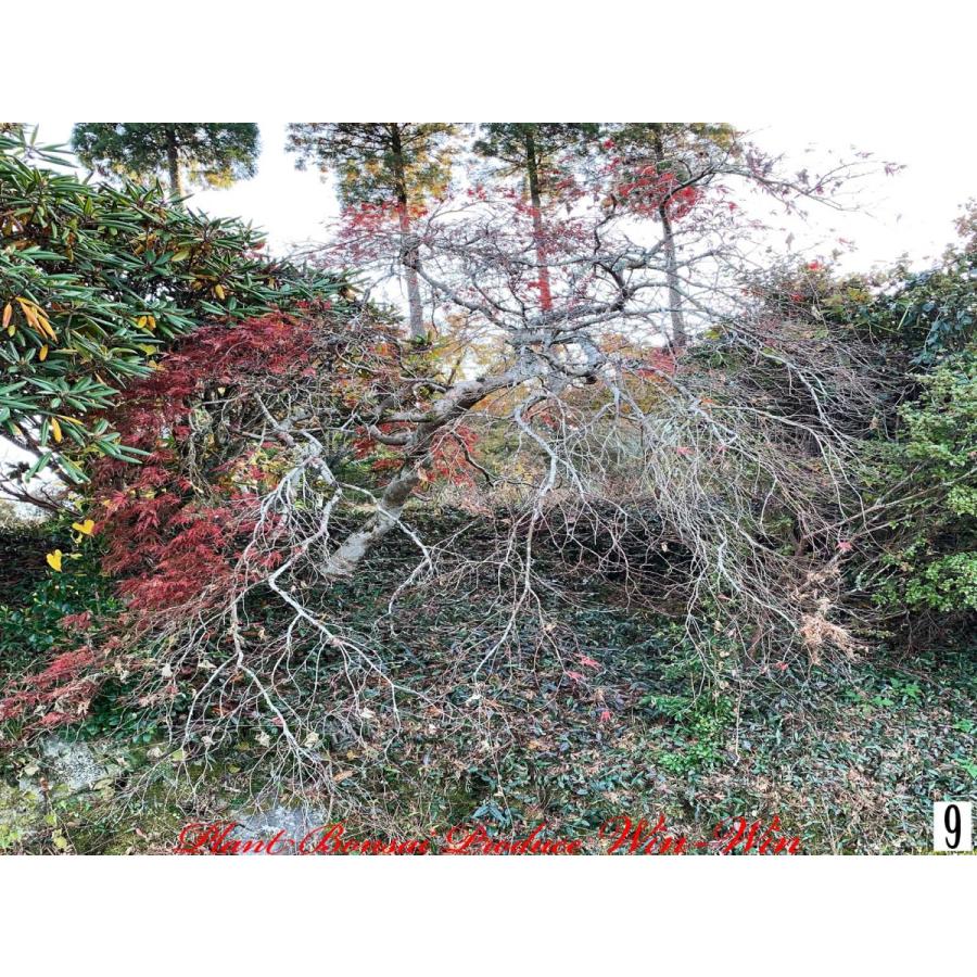 2020年 美景美観 紅枝垂れ紅葉(ベニシダレモミジ)の中樹 No9 : PLANT