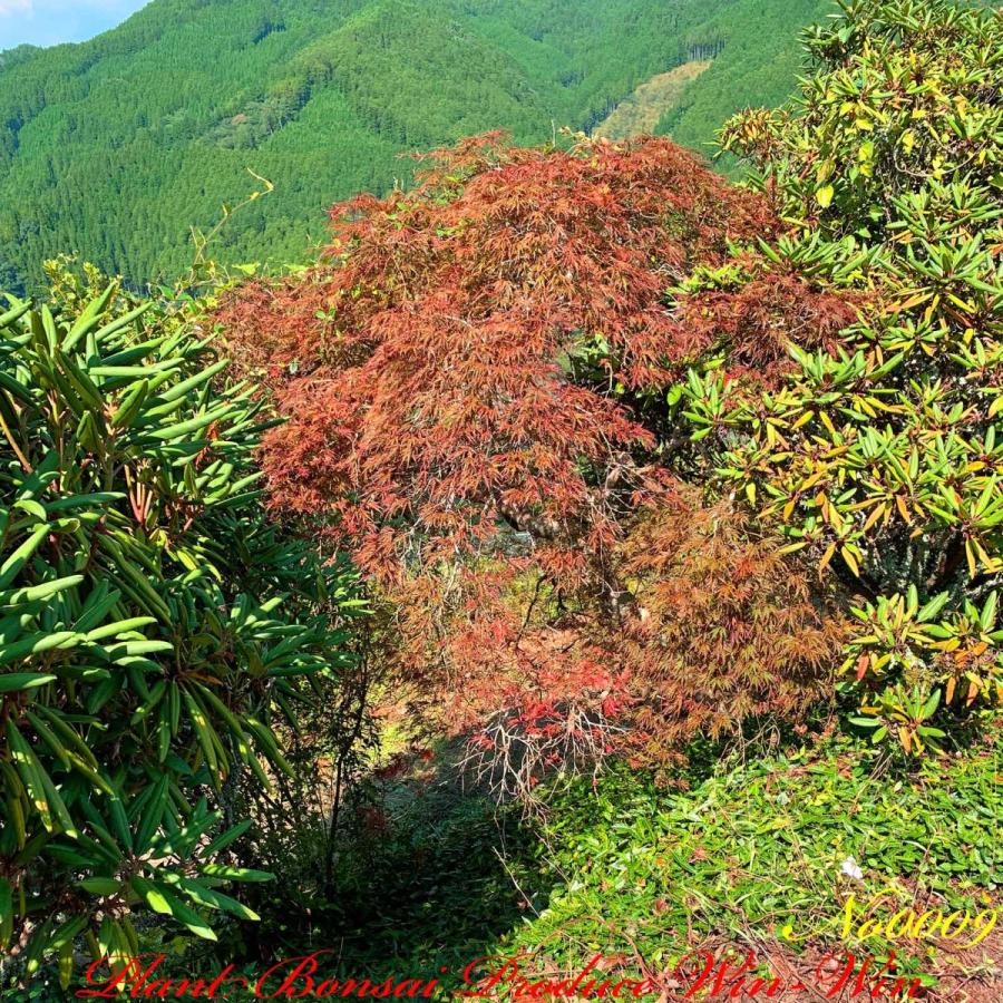 2020年 美景美観 紅枝垂れ紅葉(ベニシダレモミジ)の中樹 No9 : PLANT