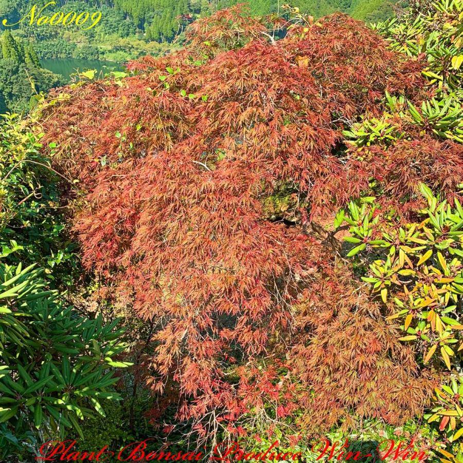 2020年 美景美観 紅枝垂れ紅葉(ベニシダレモミジ)の中樹 No9 2020年 美景美観 紅枝垂れ紅葉(ベニシダレモミジ)の中樹 No9