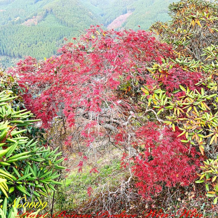 2020年 美景美観 紅枝垂れ紅葉(ベニシダレモミジ)の中樹 No9 : PLANT