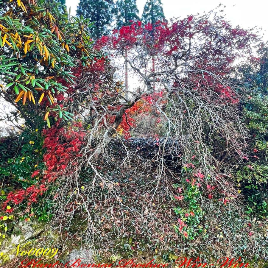 2020年 美景美観 紅枝垂れ紅葉(ベニシダレモミジ)の中樹 No9 : PLANT