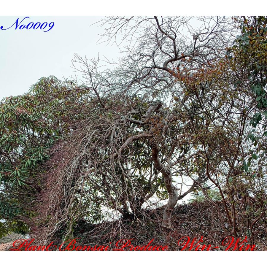 2020年 美景美観 紅枝垂れ紅葉(ベニシダレモミジ)の中樹 No9 : PLANT