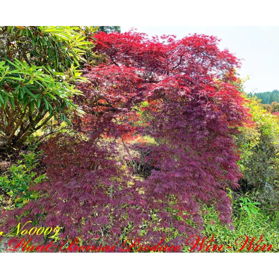 2020年 美景美観 紅枝垂れ紅葉(ベニシダレモミジ)の中樹 No9 : PLANT