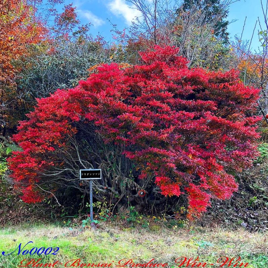 New Sale 103 Off Release 美景美観 No2 大株灯台躑躅 ドウダンツツジ