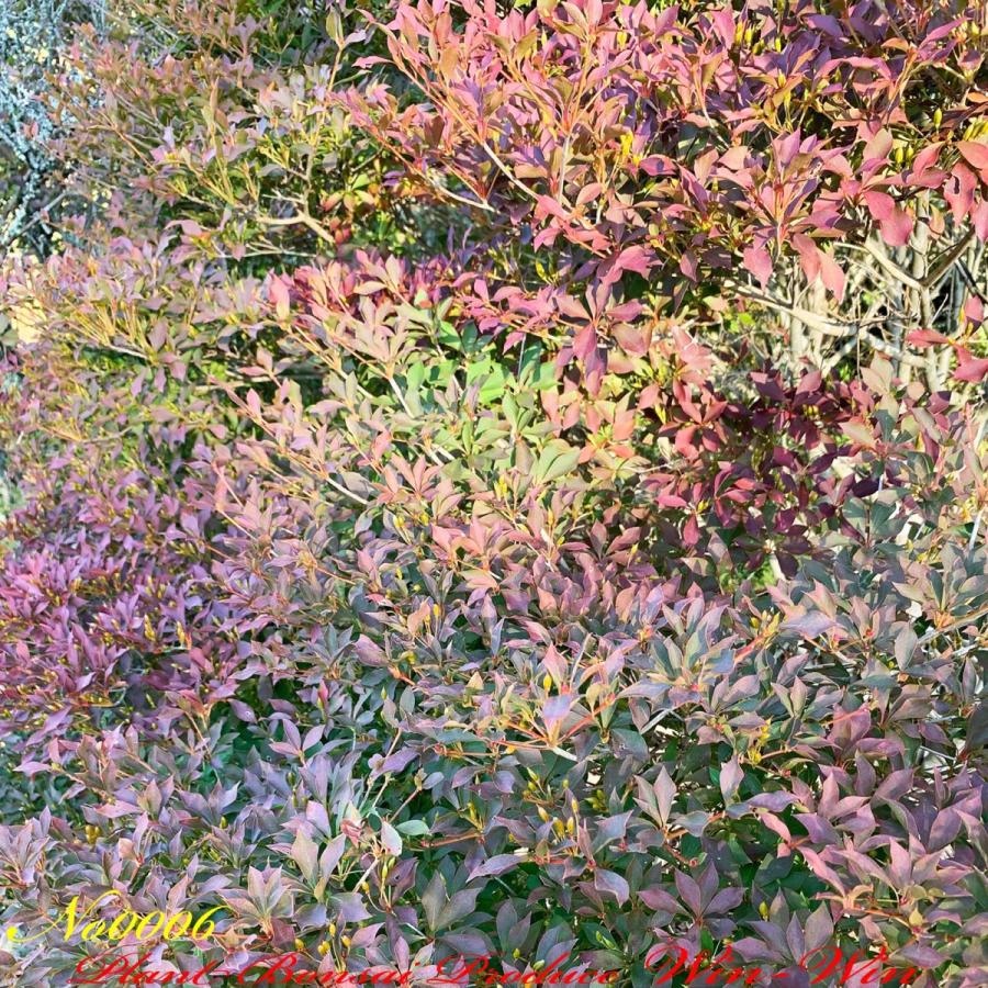 2021年 美景美観 灯台躑躅(ドウダンツツジ)の大株 No6 (Crimson 2021年 美景美観 灯台躑躅(ドウダンツツジ)の大株 No6 (Crimson