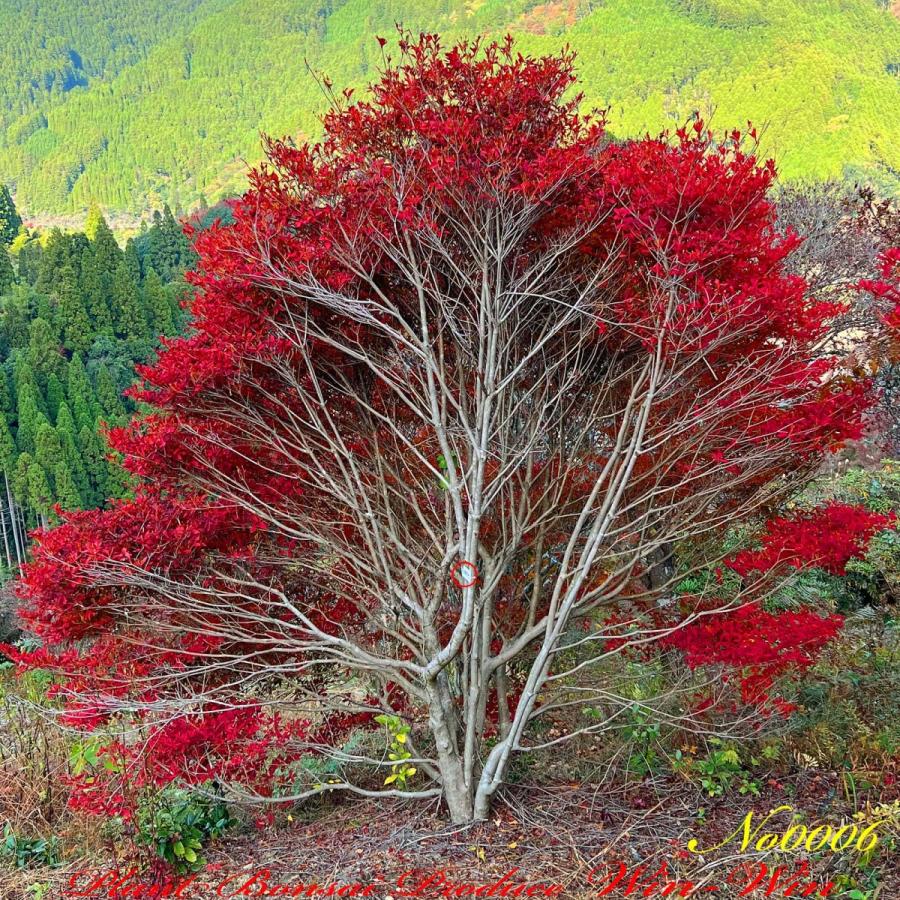 2021年 美景美観 灯台躑躅(ドウダンツツジ)の大株 No6 (Crimson 2021年 美景美観 灯台躑躅(ドウダンツツジ)の大株 No6 (Crimson