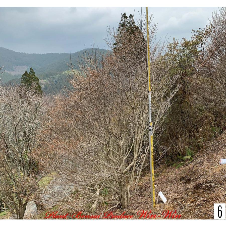 New Release 美景美観 花 ガーデニング 灯台躑躅 ドウダンツツジ の大株 美景美観 Plant Bonsai Produce Win Winでは多種に渡り植木 盆栽を取り扱っています 輸送 検疫 通関手続き等の諸費用は 植木の価格とは別になります Fyyiksbeddttz0006 New No6 Crimson