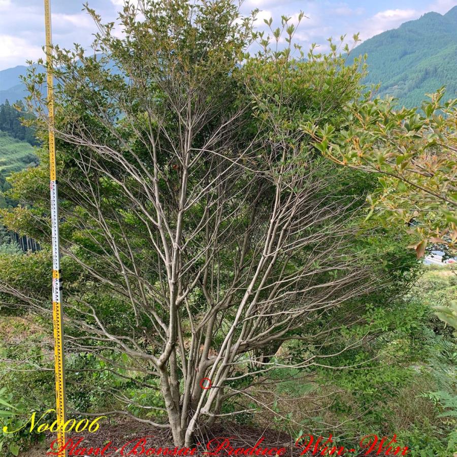 2021年 美景美観 灯台躑躅(ドウダンツツジ)の大株 No6 (Crimson 2021年 美景美観 灯台躑躅(ドウダンツツジ)の大株 No6 (Crimson