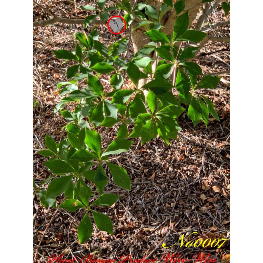 2021年 美景美観 灯台躑躅(ドウダンツツジ)の大株 No7 (Crimson