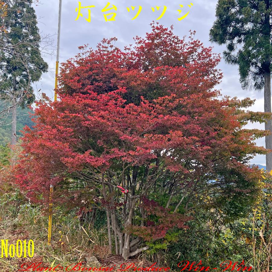 2022年 美景美観 灯台躑躅(ドウダンツツジ)の大株 No10 (Crimson 2022年 美景美観 灯台躑躅(ドウダンツツジ)の大株 No10 (Crimson