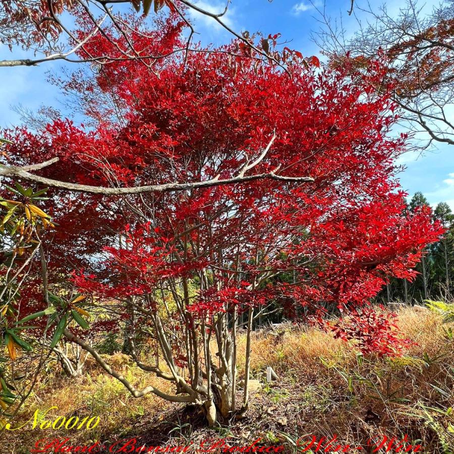 2022年 美景美観 灯台躑躅(ドウダンツツジ)の大株 No10 (Crimson 2022年 美景美観 灯台躑躅(ドウダンツツジ)の大株 No10 (Crimson