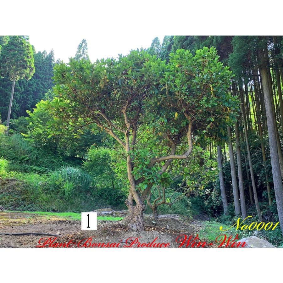 2020年 美景美観 大株 平戸躑躅(ヒラドツツジ) No1 (ROSE RED