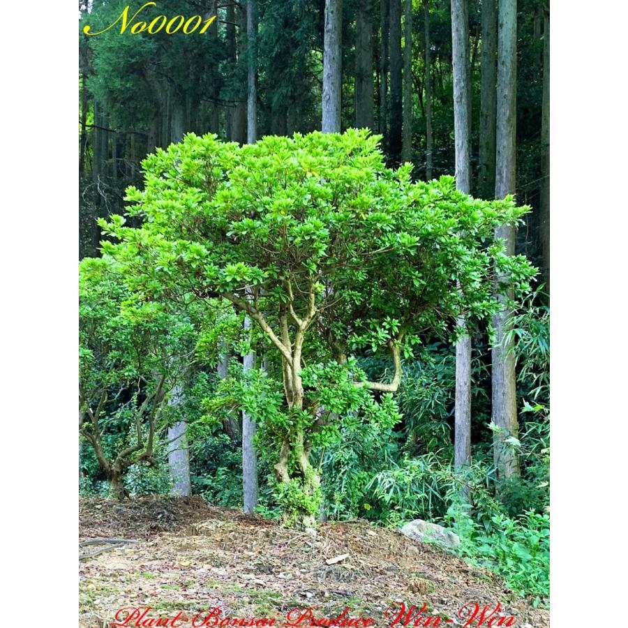 2020年 美景美観 大株 平戸躑躅(ヒラドツツジ) No1 (ROSE RED) : PLANT