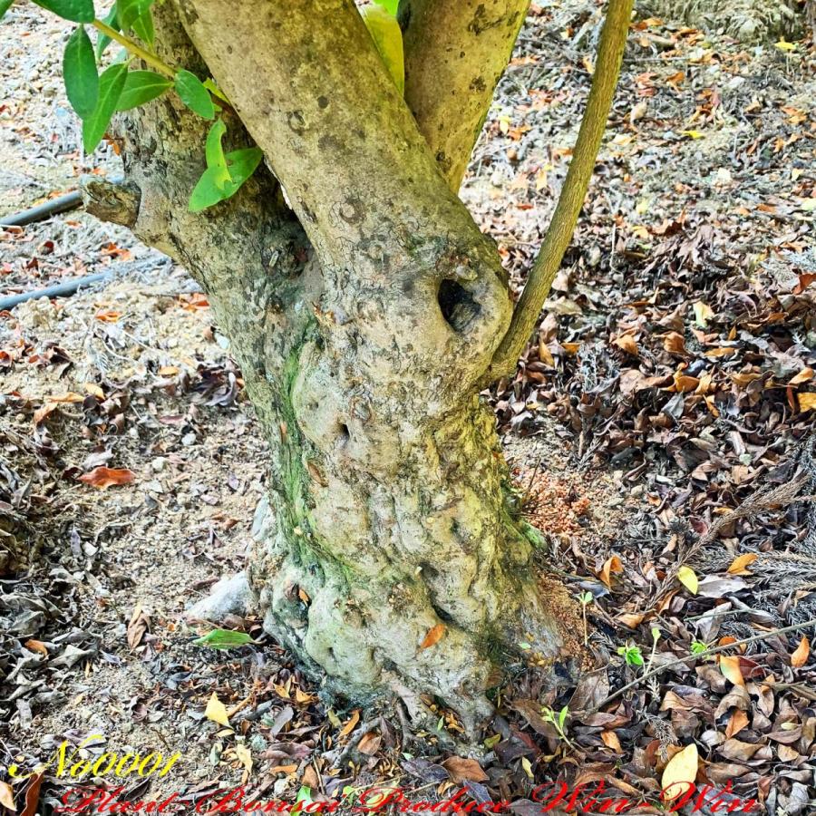 2020年 美景美観 大株 平戸躑躅(ヒラドツツジ) No1 (ROSE RED) : PLANT