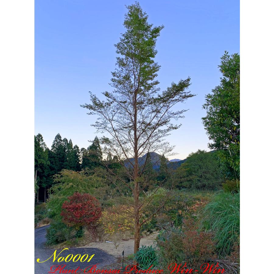 お買得品 株立の美しい樹形 ヒメシャラ 584 樹高1.3m位 姫沙羅 記念樹 お買得品 株立の美しい樹形 ヒメシャラ 584 樹高1.3m位 姫