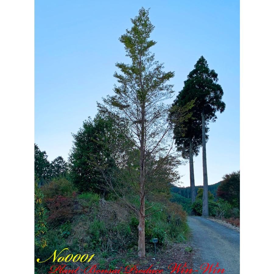 2021年 美景美観 特選 姫沙羅(ヒメシャラ)の大樹 No1 (WHITE) : PLANT