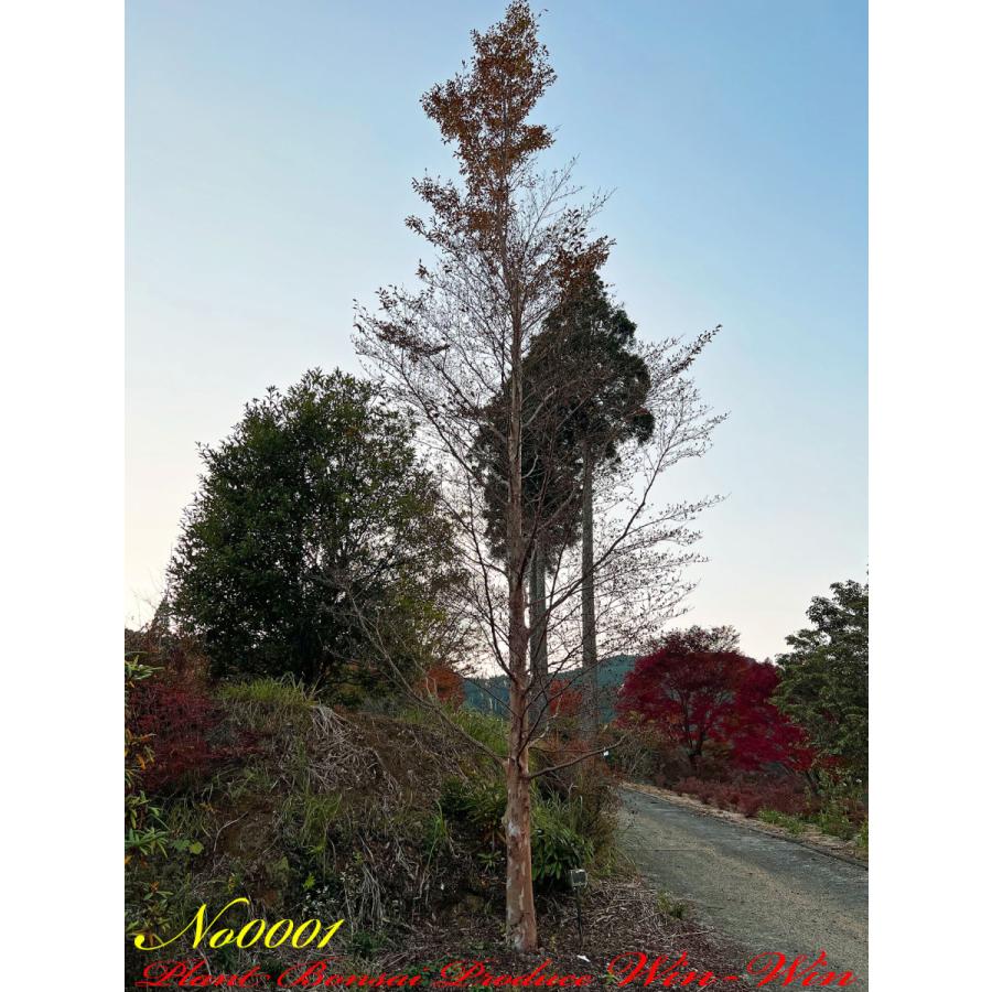 2021年 美景美観 特選 姫沙羅(ヒメシャラ)の大樹 No1 (WHITE) : PLANT