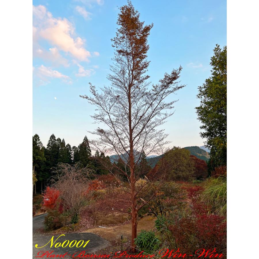 2021年 美景美観 特選 姫沙羅(ヒメシャラ)の大樹 No1 (WHITE) : PLANT