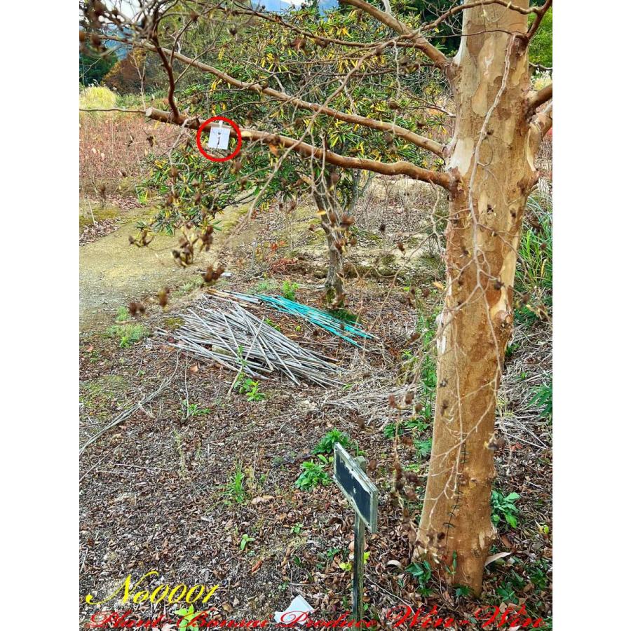 2021年 美景美観 特選 姫沙羅(ヒメシャラ)の大樹 No1 (WHITE) : PLANT
