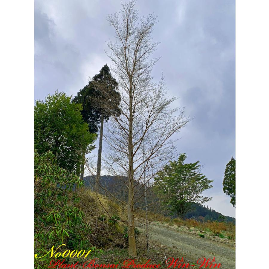 2021年 美景美観 特選 姫沙羅(ヒメシャラ)の大樹 No1 (WHITE) : PLANT