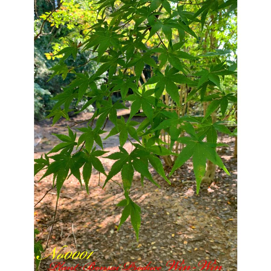 2020年 美景美観 最高峰 伊呂波紅葉(イロハモミジ)の巨樹 No1 : PLANT