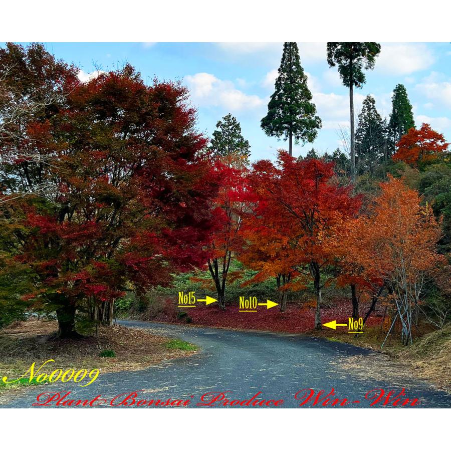 New Release 美景美観 伊呂波紅葉 イロハモミジ の大樹 No9 Fyyiksbeirhmz0009 Plant Bonsai Produce Win Win 通販 Yahoo ショッピング