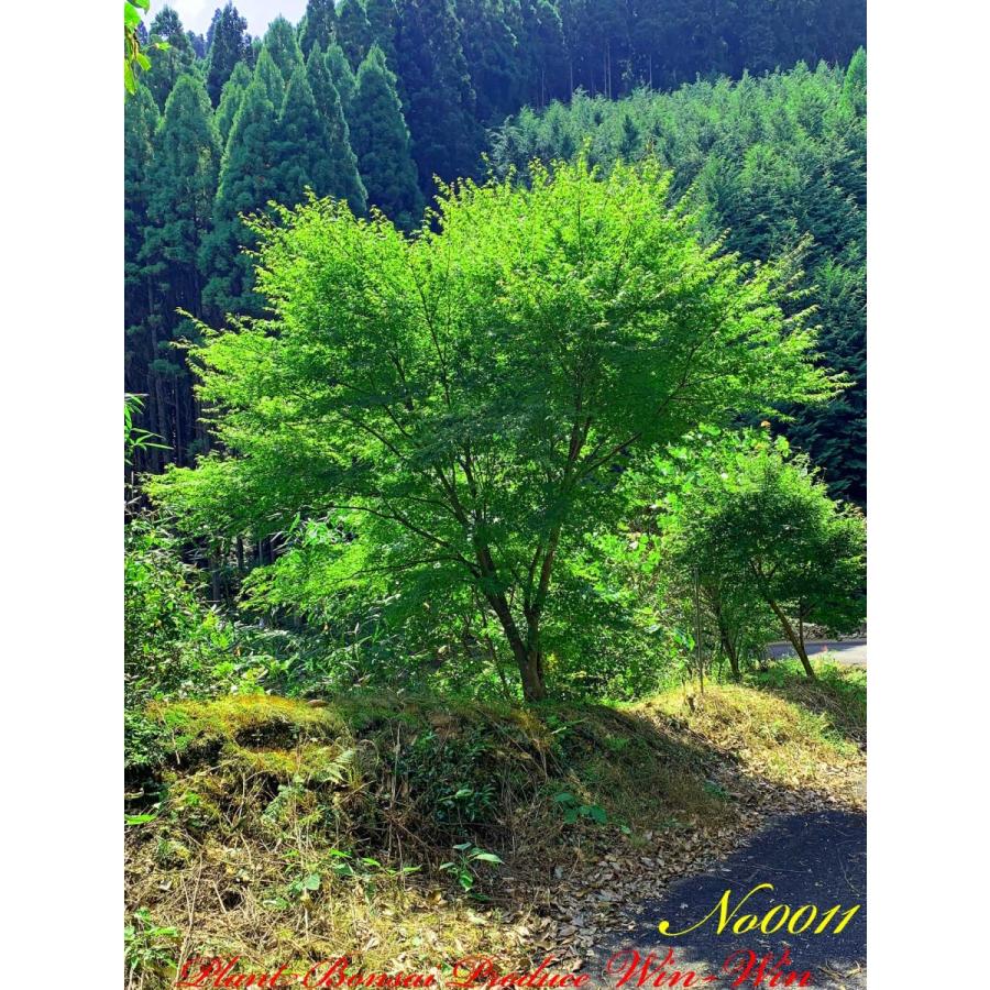 2020年 美景美観 伊呂波紅葉(イロハモミジ)の中樹 No11 : PLANT