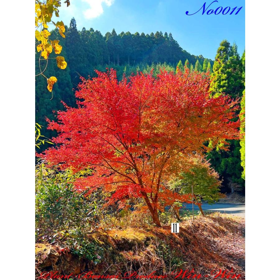 イロハモミジ 紅葉　約145cm 2020年 美景美観 伊呂波紅葉(イロハモミジ)日笠山の大樹 No1