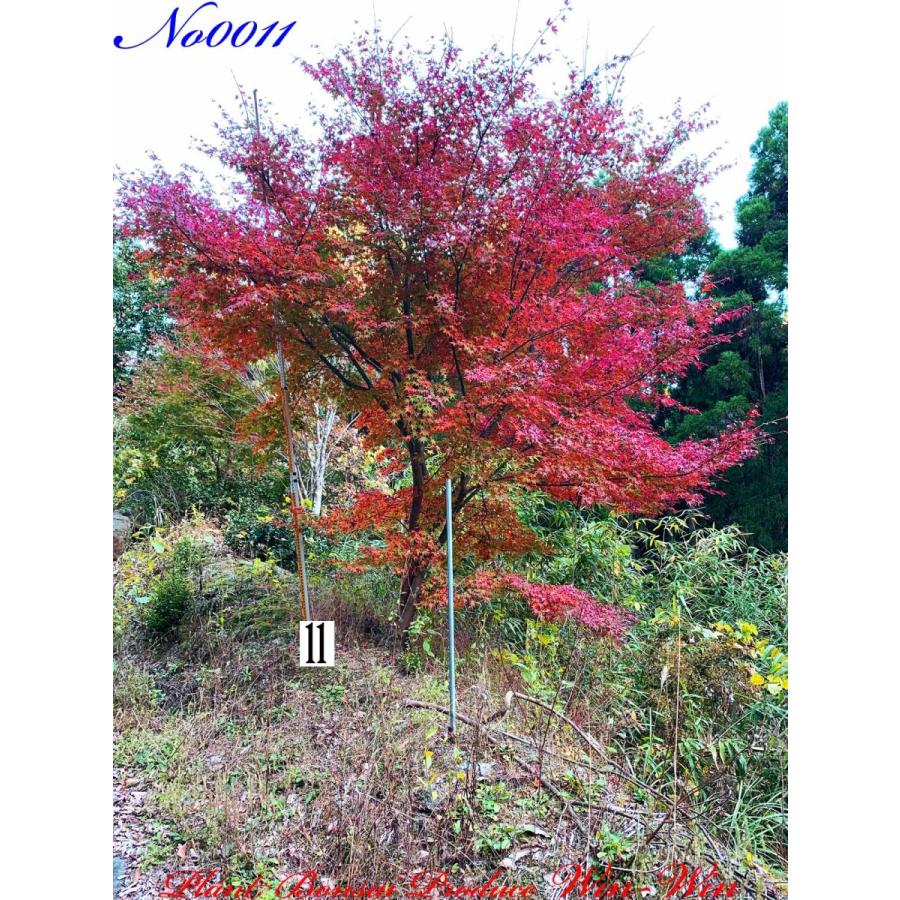 2020年 美景美観 伊呂波紅葉(イロハモミジ)の中樹 No11 : PLANT