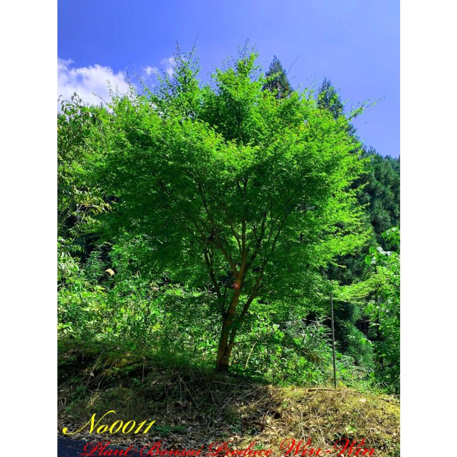 2020年 美景美観 伊呂波紅葉(イロハモミジ)の中樹 No11 : PLANT
