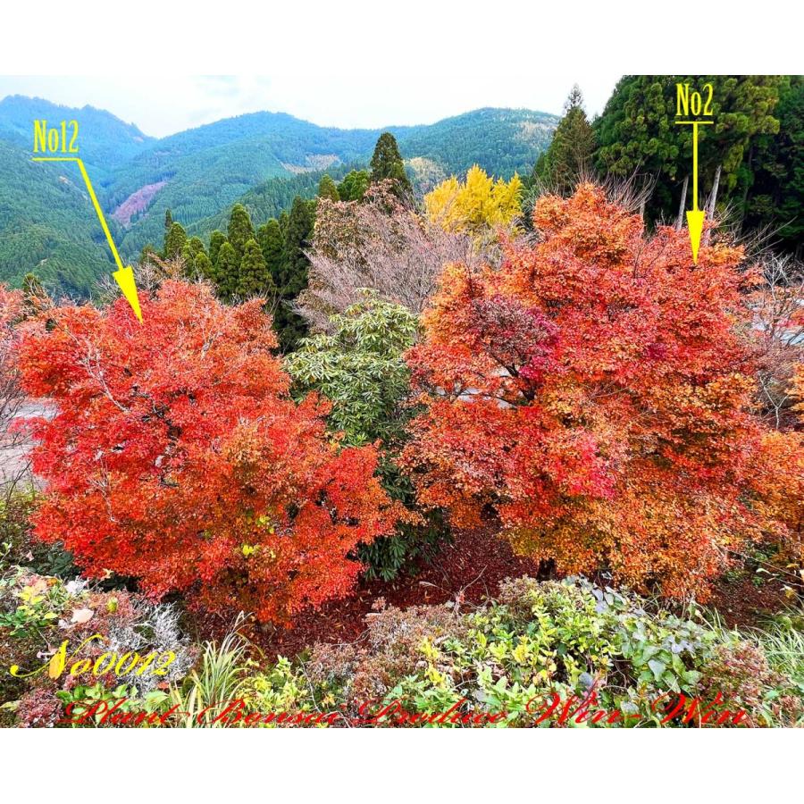 山紅葉 No2、No3、No5 3本セット 【公式通販】