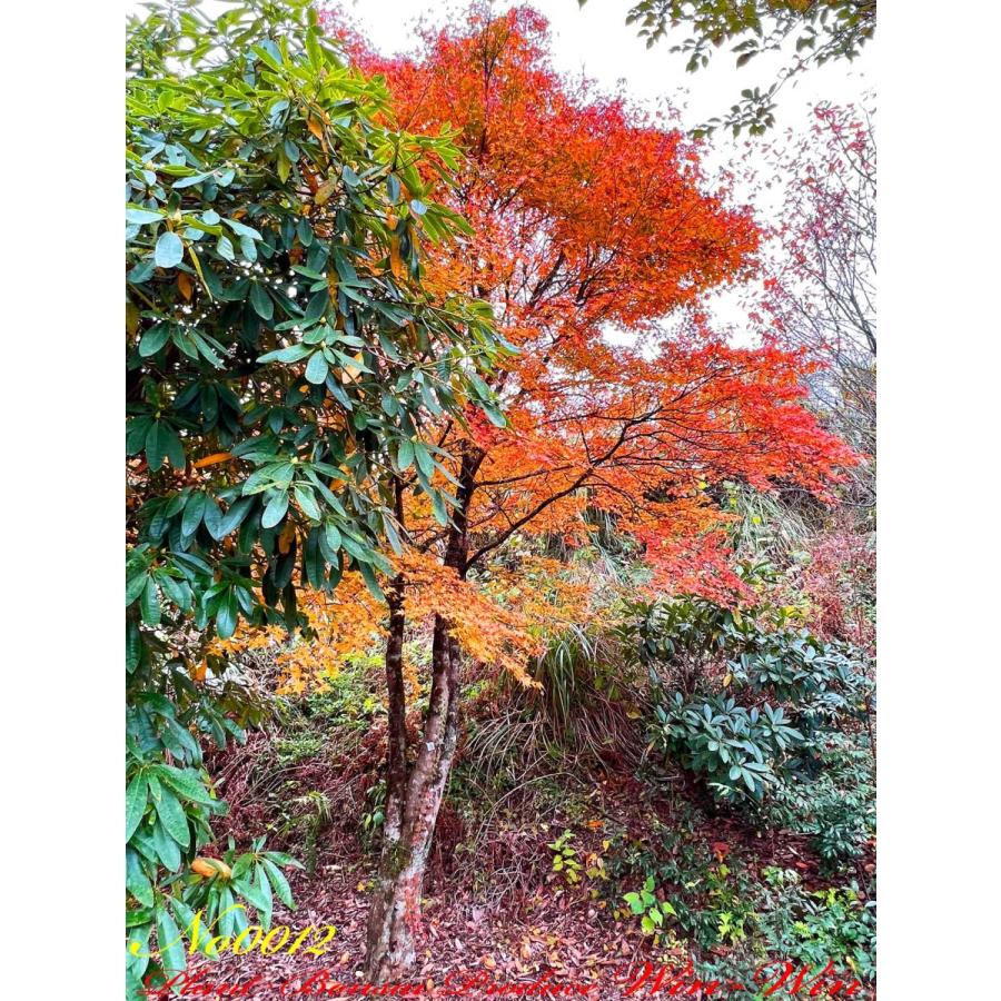 2020年 美景美観 伊呂波紅葉(イロハモミジ)の巨樹 No12 : PLANT