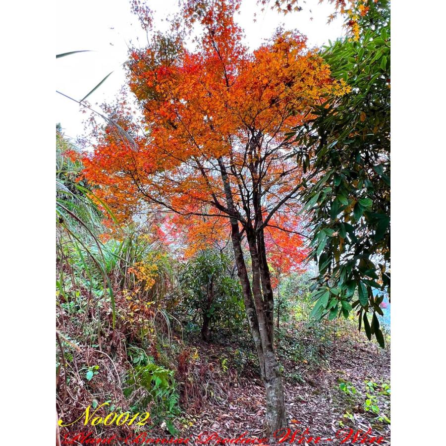 2020年 美景美観 伊呂波紅葉(イロハモミジ)の巨樹 No12 : PLANT