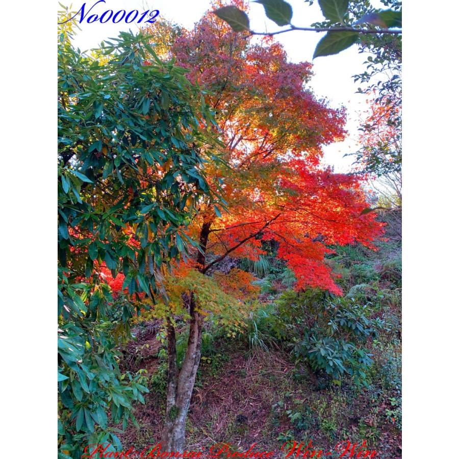 2020年 美景美観 伊呂波紅葉(イロハモミジ)の巨樹 No12 : PLANT