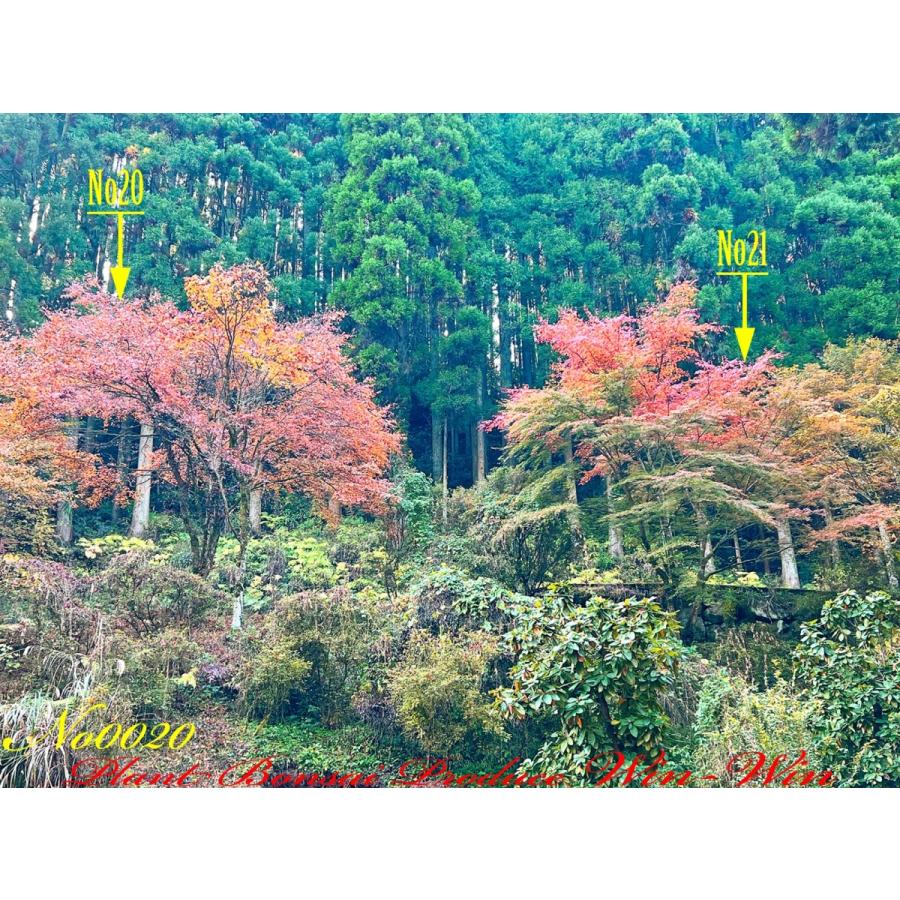 2021年 美景美観 伊呂波槭樹(イロハモミジ)の大樹 No20 花、ガーデニング-落葉樹