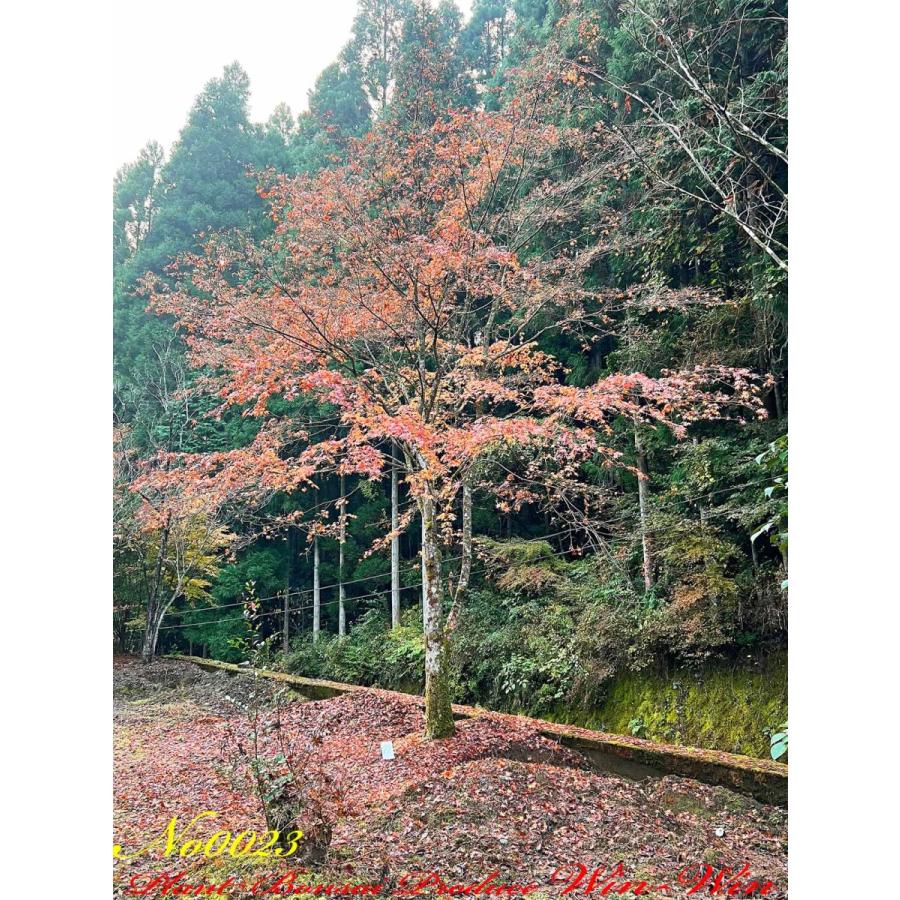 2021年 美景美観 伊呂波紅葉(イロハモミジ)の巨樹 No23 : PLANT