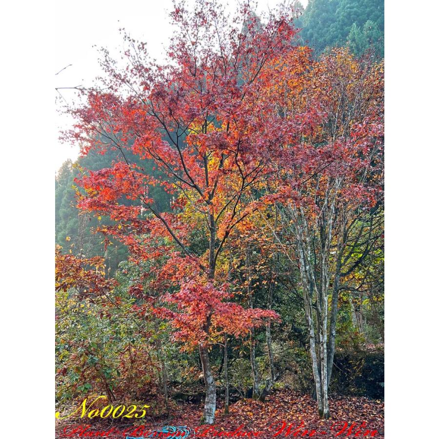 2021年 美景美観 伊呂波紅葉(イロハモミジ)の大樹 No25 : PLANT