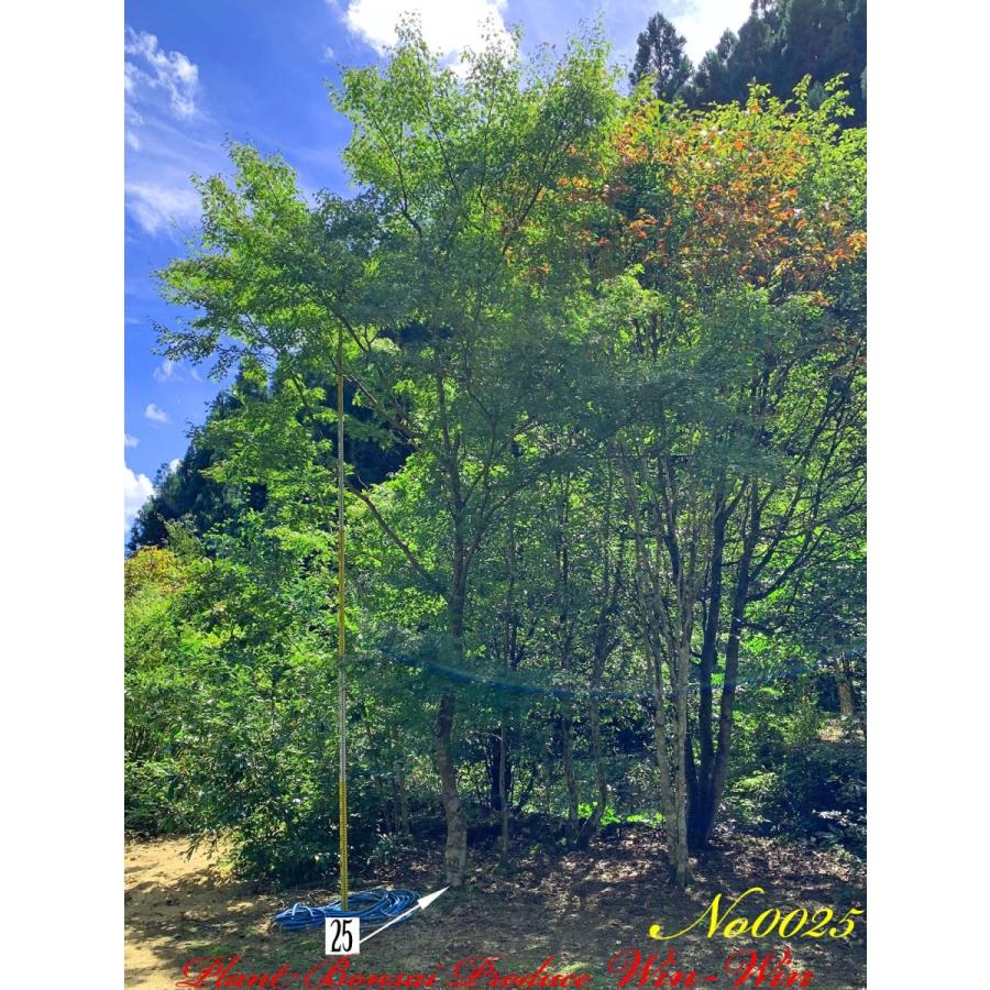2021年 美景美観 伊呂波紅葉(イロハモミジ)の大樹 No25 : PLANT