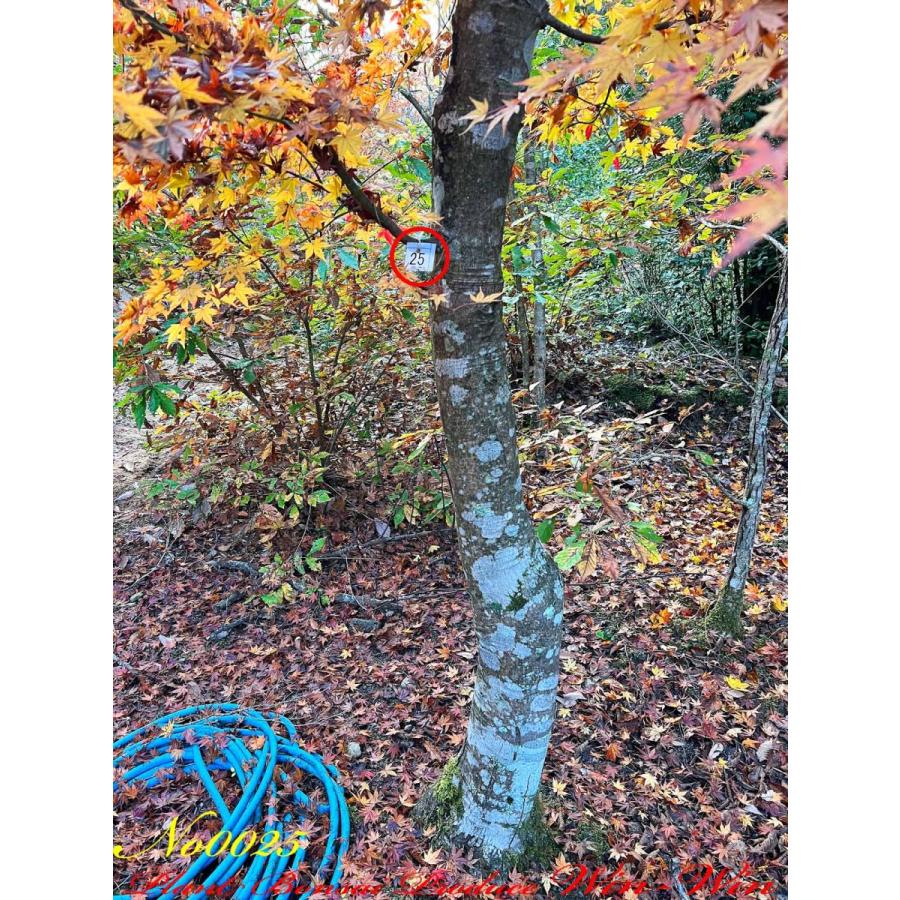 2021年 美景美観 伊呂波紅葉(イロハモミジ)の大樹 No25 : PLANT