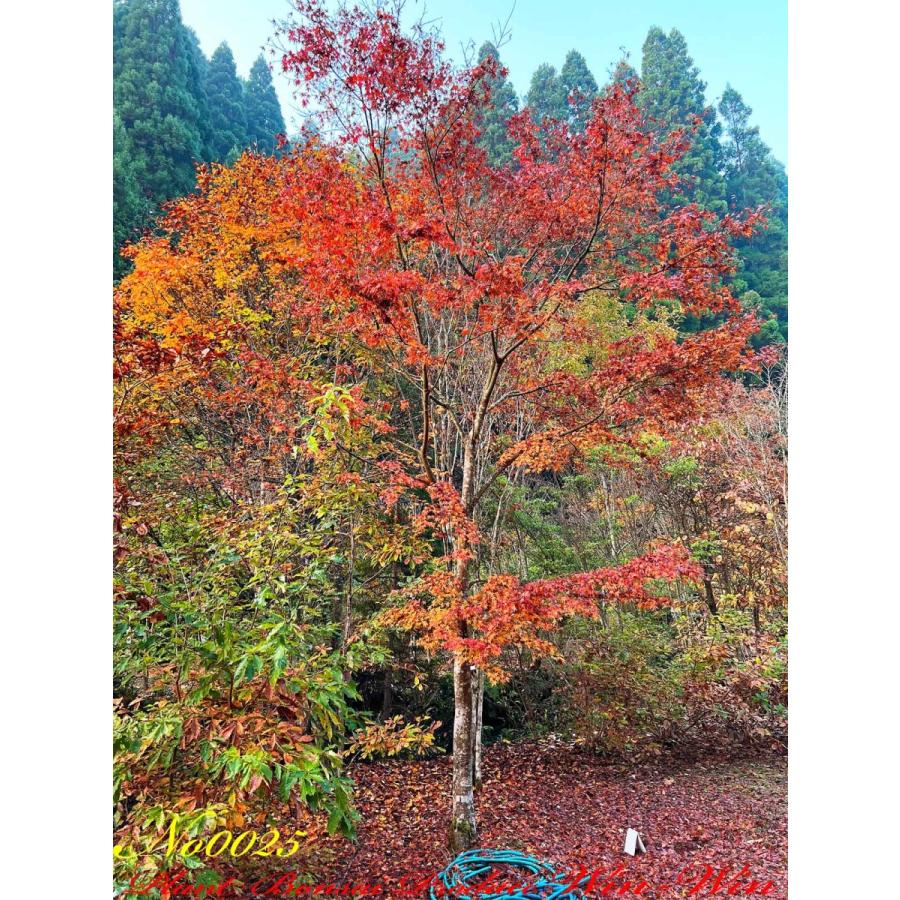 2021年 美景美観 伊呂波紅葉(イロハモミジ)の大樹 No25 : PLANT